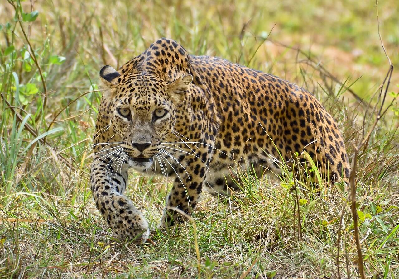 National Park Safari